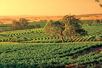 Vineyard