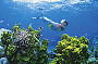 Snorkelling The Reef