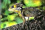 Cape Tribulation World Heritage Daintree Rainforest  depart Cairns and Cairns Beaches