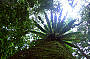 Rainforest Tree Fern