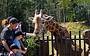 Giraffe enclosure