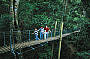Treetop Board Walk - O'Rielly's