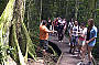 Booyong Walk - O'Reilly's - Lamington National Park